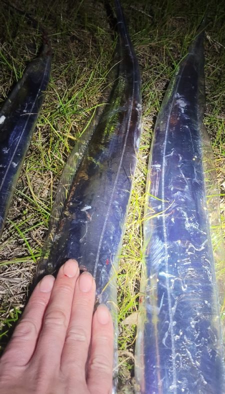 1月いっぱいくらいまでは釣れるといいですね