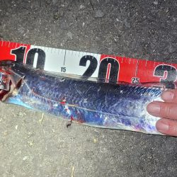 運良く1匹キャッチ