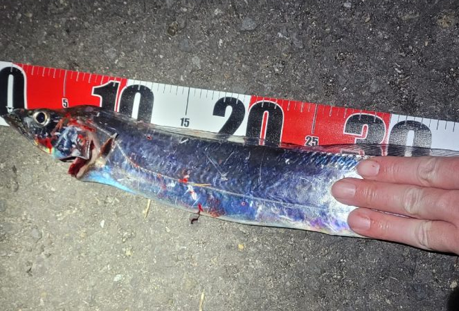 運良く1匹キャッチ