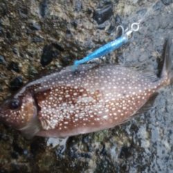 サワラとアイゴ