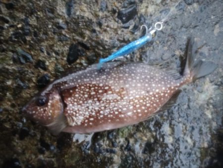 サワラとアイゴ