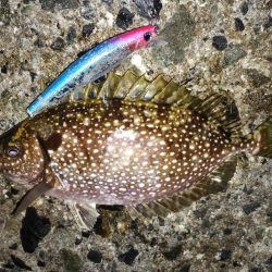 アイゴとサワラ