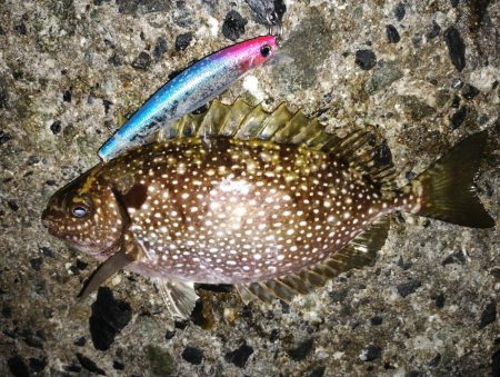 アイゴとサワラ