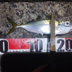 鱒レンジャーアジング