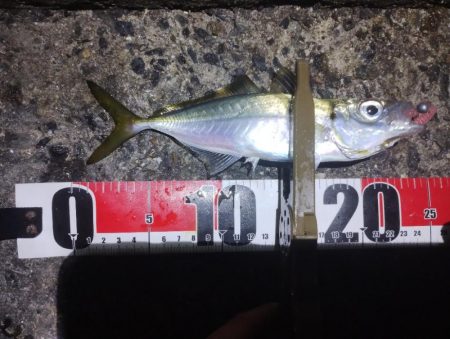 鱒レンジャーアジング