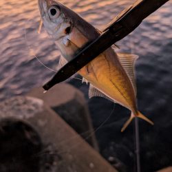 陸っぱり釣行記