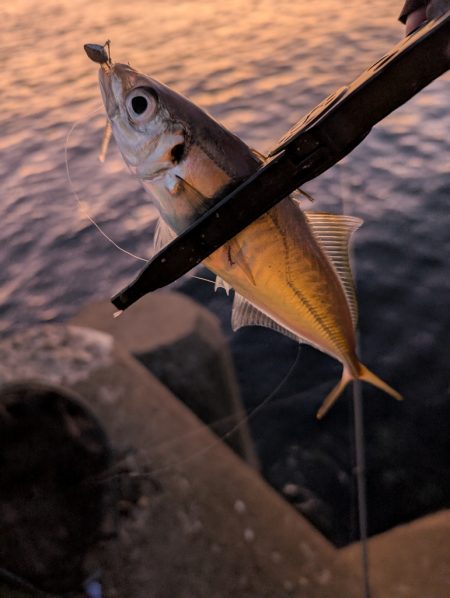陸っぱり釣行記