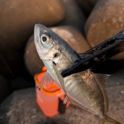 陸っぱり釣行記
