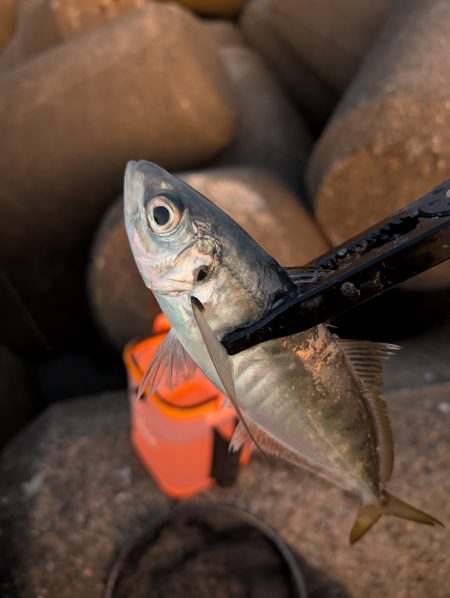 陸っぱり釣行記