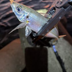 陸っぱり釣行記