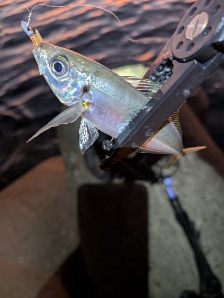 陸っぱり釣行記