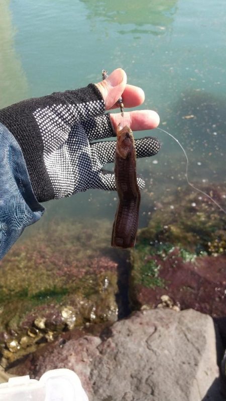 ガシラは元気~ファーストフィッシュ