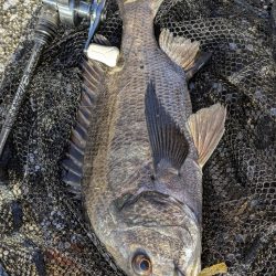 広島敷石チニング