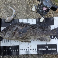 広島チニングでクロソイ！