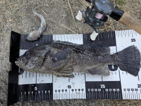 広島チニングでクロソイ！