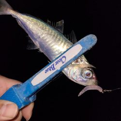 アジングガイド