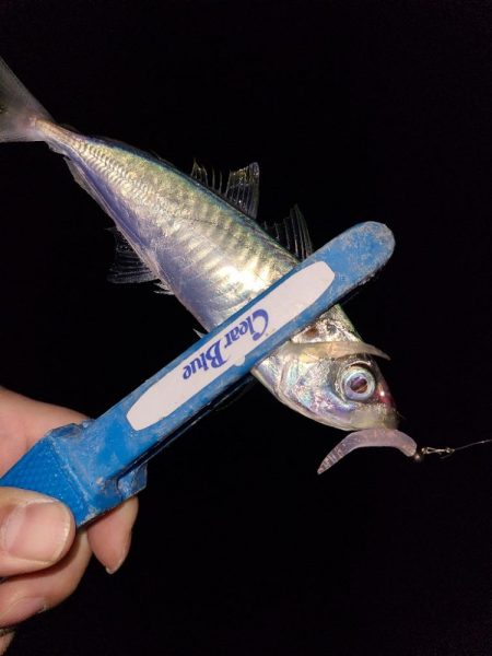 アジングガイド