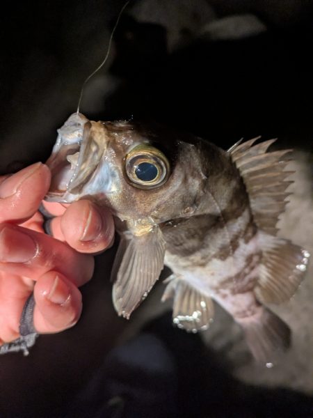 寝付けないのでちょっと海まで