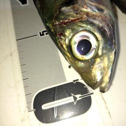 しょっぱい釣果