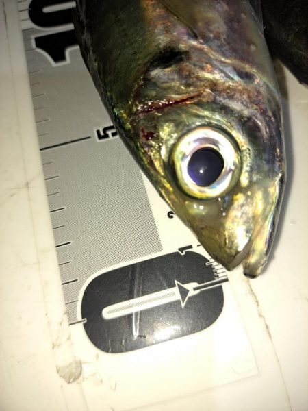 しょっぱい釣果