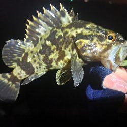 ライトゲーム🎣