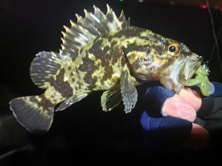 ライトゲーム🎣