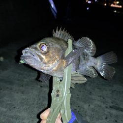 そろそろメバリングの季節に…