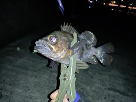 そろそろメバリングの季節に…