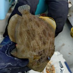 25年釣り始めは船カワハギ