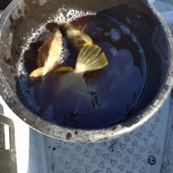 船カワハギ終盤戦