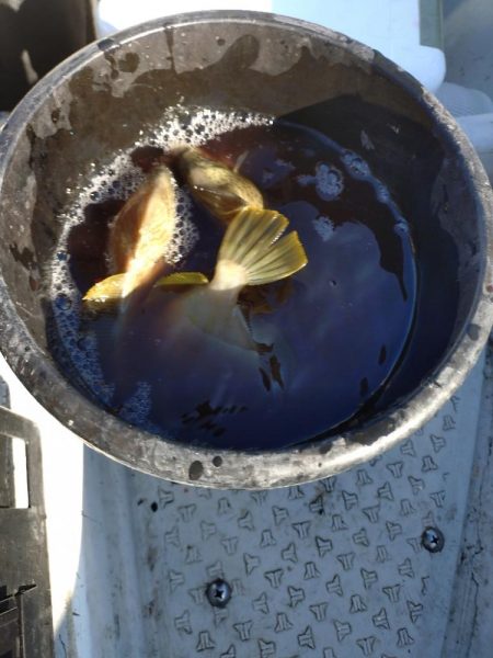 船カワハギ終盤戦