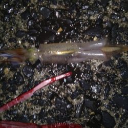 水温低くなってきた