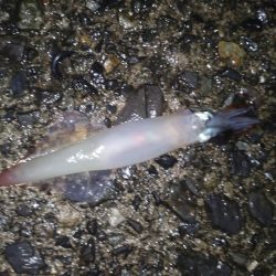 タフコンですが！