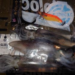 魚種限定解除シリーズ分