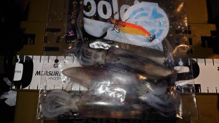 魚種限定解除シリーズ分