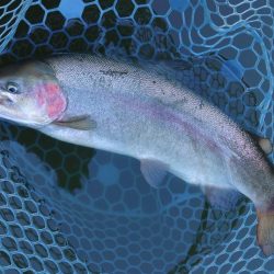 良型ブラウンを狙い撃ち ～岡崎トラウトポン…