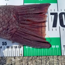 新年一発目はコブダイ!