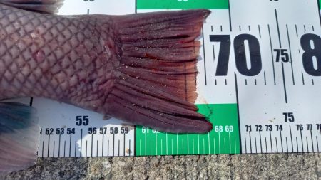 新年一発目はコブダイ!