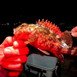 予想外の釣果 真冬のアナゴ釣り