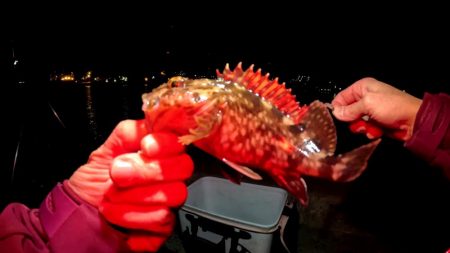 予想外の釣果 真冬のアナゴ釣り