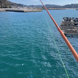 アジのサビキ釣りやってきました