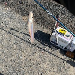 堤防からのキス釣りです