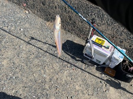 堤防からのキス釣りです
