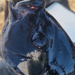 和歌山市江(吉丸渡船)でグレ釣り