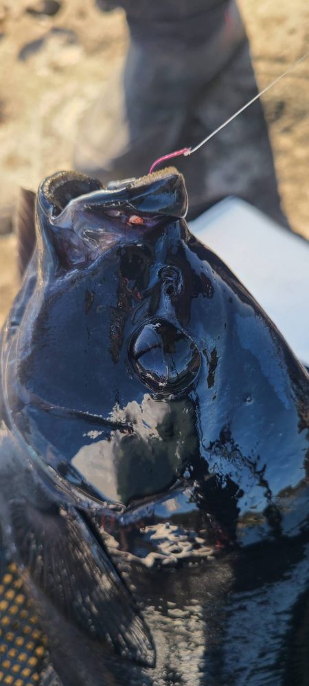 和歌山市江(吉丸渡船)でグレ釣り