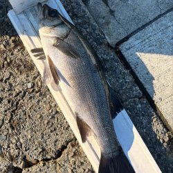 和歌山市江(吉丸渡船)でグレ釣り