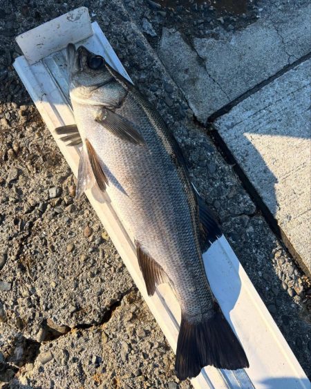 和歌山市江(吉丸渡船)でグレ釣り