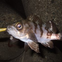 新年初釣行 BFSでライトロック