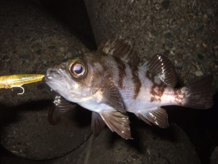 新年初釣行 BFSでライトロック