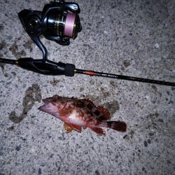 ライトゲームとエギング